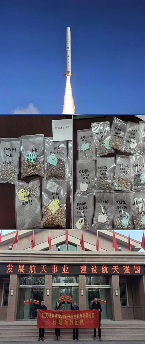 南阳月季搭乘“力鸿一号”开启航天育种新征程