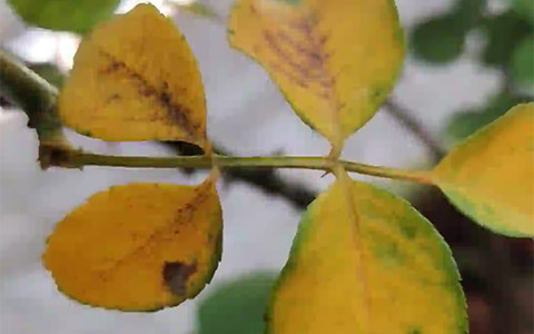 雨季过后，月季为什么会有很多黄叶
