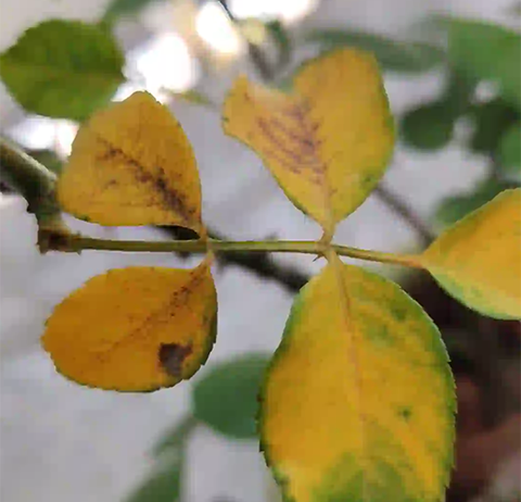 雨季过后，月季为什么会有很多黄叶