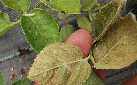 有没有对红蜘蛛抗性好的月季品种