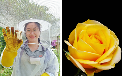 这朵黄花，就叫“文秀”吧！