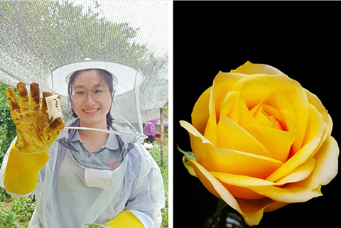 这朵黄花,就叫“文秀”吧! 这朵黄花,就叫“文秀”吧!