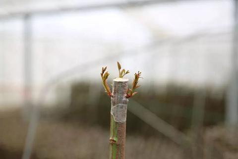 月季嫁接苗好还是扦插苗好