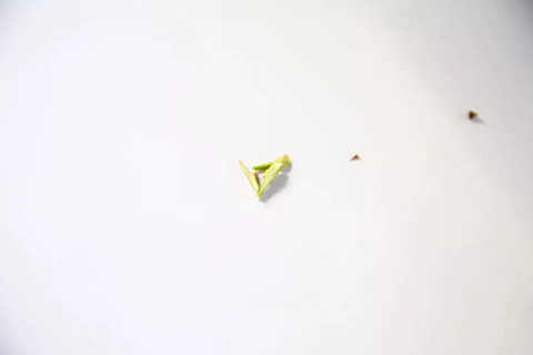 月季嫁接苗好还是扦插苗好