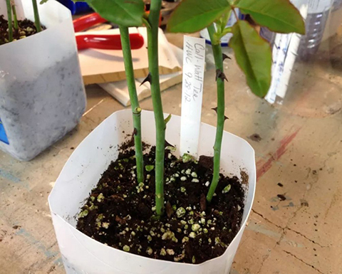 月季嫁接苗好还是扦插苗好