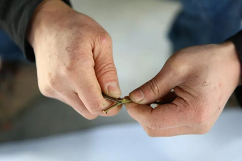 月季嫁接苗好还是扦插苗好