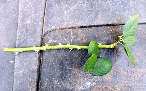 月季嫁接苗好还是扦插苗好