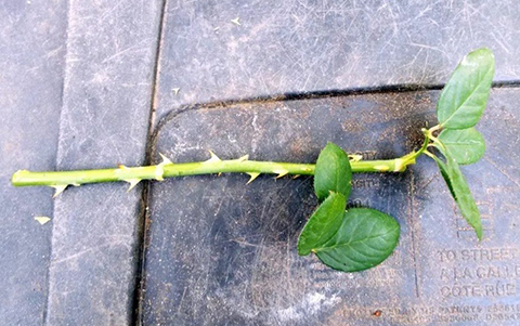 月季有刺吗？怎么避免被扎