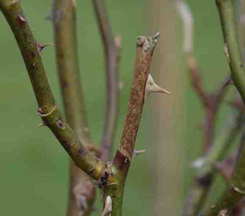 月季花会黑杆的原因以及预防方法 月季花会黑杆的原因以及预防方法