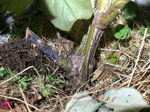 月季花会黑杆的原因以及预防方法 月季花会黑杆的原因以及预防方法