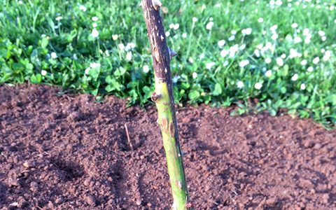 月季花会黑杆的原因以及预防方法