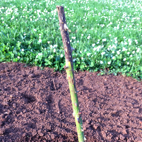 月季花会黑杆的原因以及预防方法 月季花会黑杆的原因以及预防方法