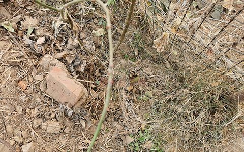 藤本月季冬季修剪枝条如何取舍