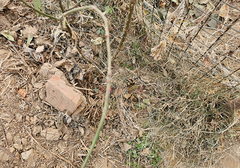 藤本月季冬季修剪枝条如何取舍