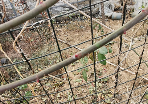 聊一聊有关于月季枝条老化这个问题