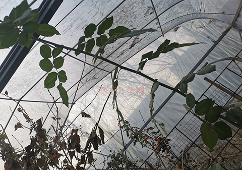 藤本月季冬季修剪枝条如何取舍