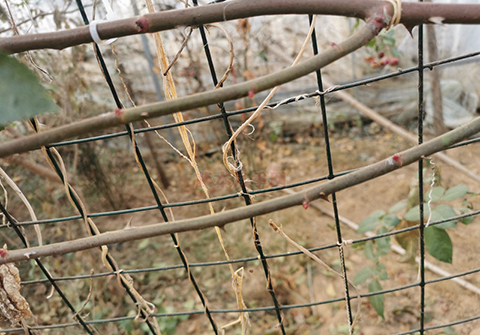 藤本月季冬季修剪枝条如何取舍