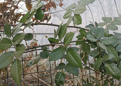 藤本月季冬季修剪枝条如何取舍