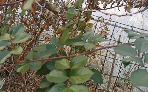 聊一聊有关于月季枝条老化这个问题