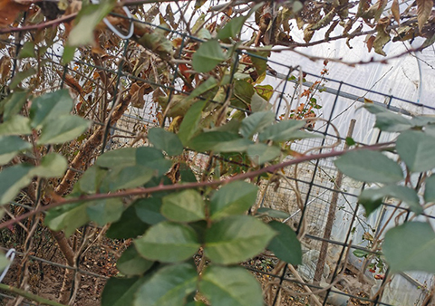 聊一聊有关于月季枝条老化这个问题