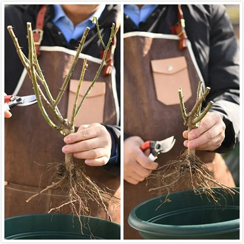 月季裸根苗什么时候种植