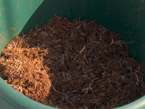 月季裸根苗什么时候种植