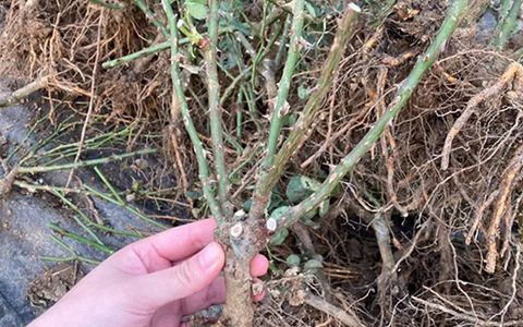 月季裸根苗什么时候种植