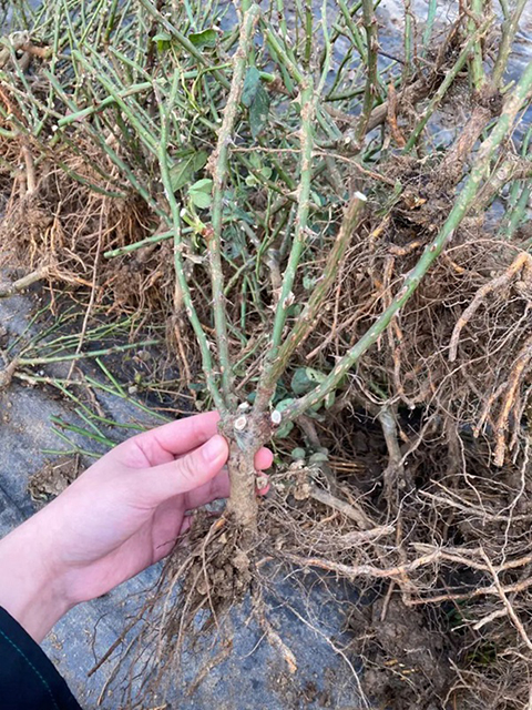 月季裸根苗什么时候种植