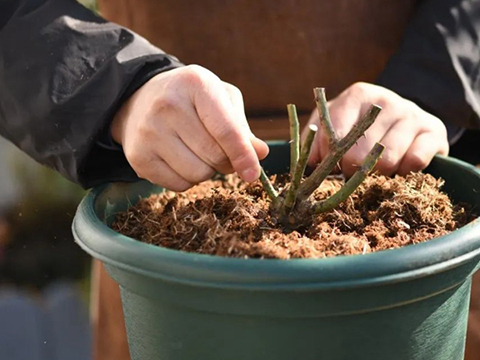 月季裸根苗什么时候种植