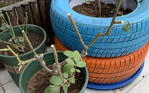 月季修剪之反面教材