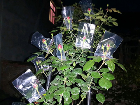 红龙下雨打不开怎么办