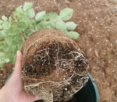 如何判断月季需要换盆了