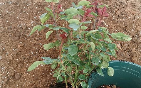 如何判断月季需要换盆了