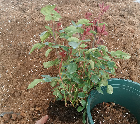 如何判断月季需要换盆了