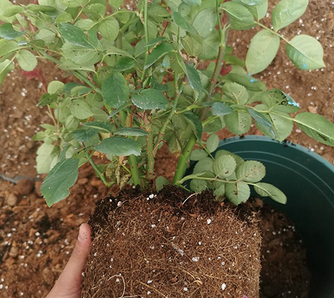 如何判断月季需要换盆了