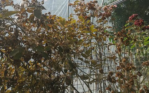 月季感染红蜘蛛不管会死吗