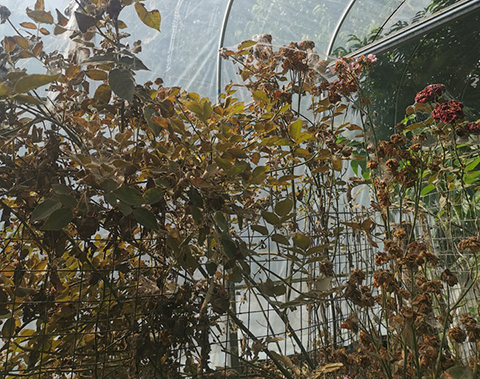 月季感染红蜘蛛不管会死吗