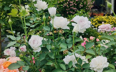 月季花的花瓣为什么会掉