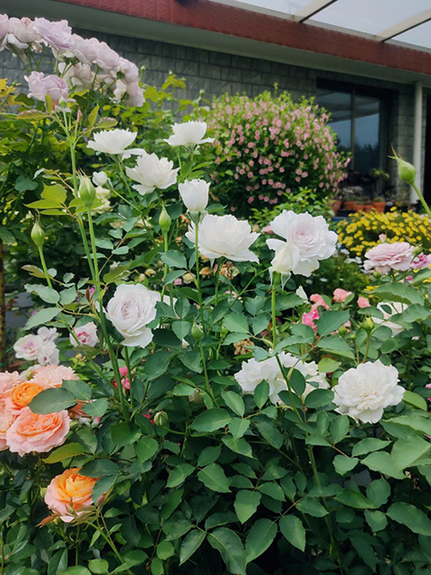 月季花的花瓣为什么会掉