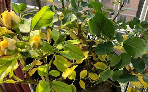 夏季月季闷根的几大原因分析