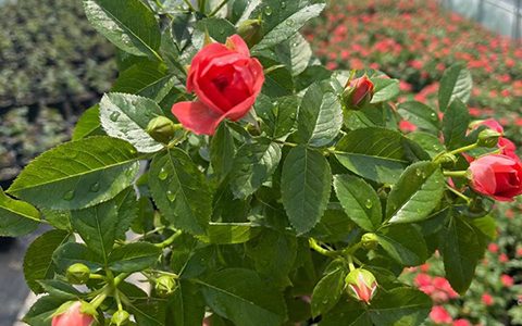 月季换盆为什么要把盆土压实