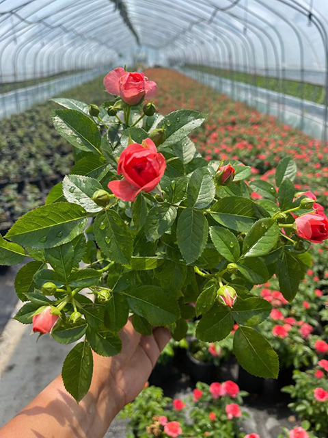 月季换盆为什么要把盆土压实