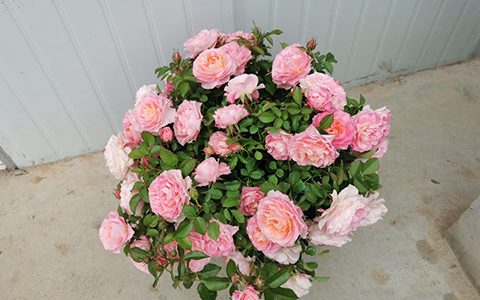 月季开花老是零零散散不整齐怎么办