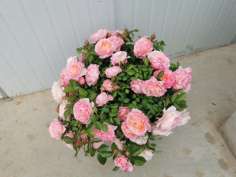 月季开花老是零零散散不整齐怎么办