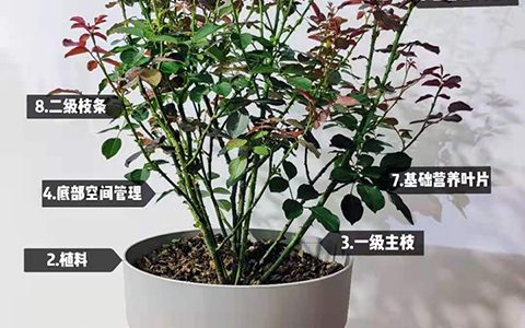 月季夏季修剪不当为什么会死