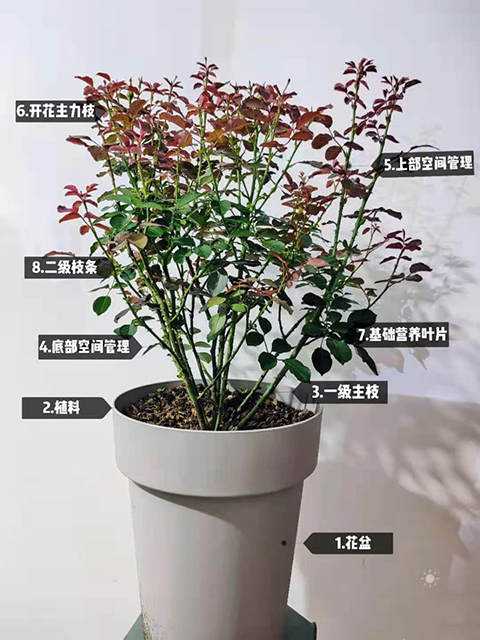 月季夏季修剪不当为什么会死