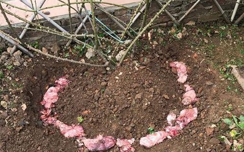 月季什么时候埋鱼肠，需要注意些什么