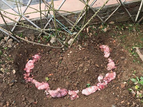 月季什么时候埋鱼肠，需要注意些什么