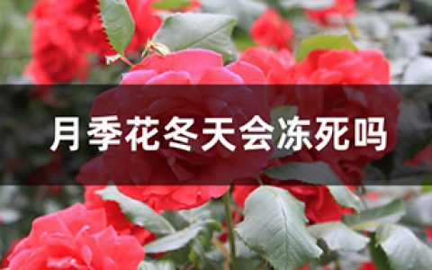 月季花冬天会不会冻死