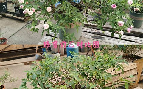 立秋过后月季修剪注意事项